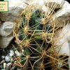 Austrocactus_ philippii _01